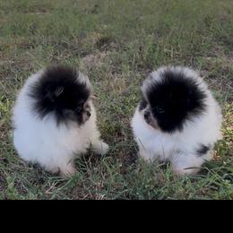 Pomeranian Puppies from Cascade Pomeranians