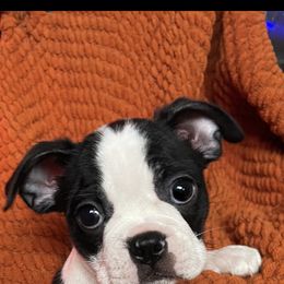 Boston Terrier Puppies from Belen's Boston Terriers