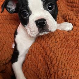 Boston Terrier Puppies from Belen's Boston Terriers