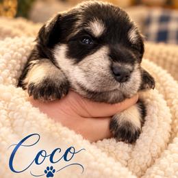 Coco - Black and silver female Miniature Schnauzer puppy in Hull, Georgia from Ardent Miniature Schnauzers of Athens