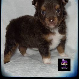 Reeses - Toy Australian Shepherd puppy in Jacksonville, Texas from AG Toy & Mini Aussies