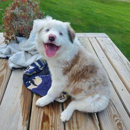 Claire - Lilac merle female Border Collie puppy in Chester, Vermont from Countryside Border Collies
