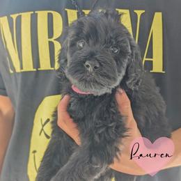 Lauren - Black female Portuguese Water Dog puppy in Jacksonville, Florida from Atlantic Coast PWD