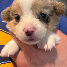 Dolly - Blue merle and white female American Corgi puppy in Orangevale, California from Corgis of the Heart