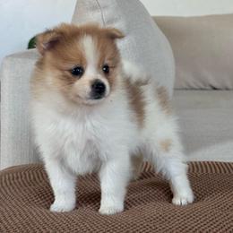 Girl 2 - Cream sable parti female Pomeranian puppy in Meridian, Idaho from Idaho_poms