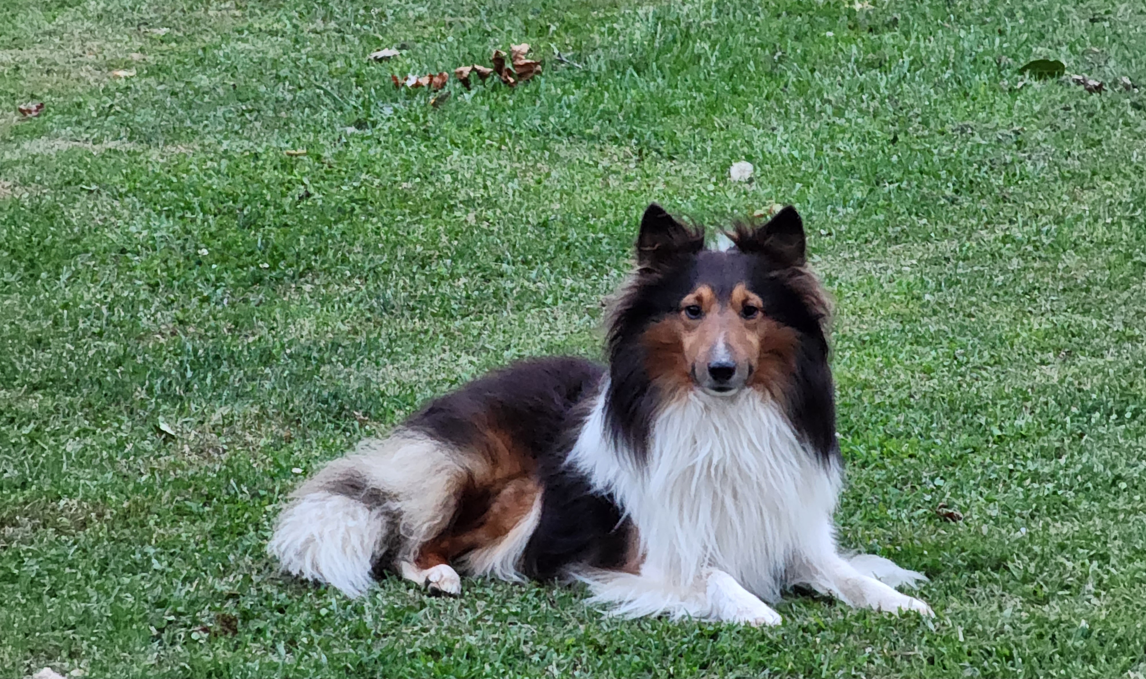 Louie - Shetland Sheepdog