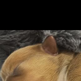 BB Girl 2 - White and red female Pembroke Welsh Corgi puppy in Dickinson, Texas from Gulf Coast Corgis