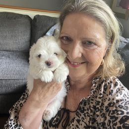 Coton de Tulear Puppies from Young at Heart Cotons