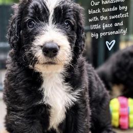 PRONTO - Black and white male Sheepadoodle puppy in Buffalo, Minnesota from Fur-ever Doodles