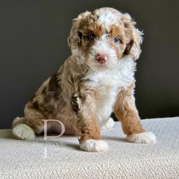 Basalt - Chocolate merle male Bernedoodle puppy in Tulsa, Oklahoma from The Poodle Co. Raising Doodles & Poodles