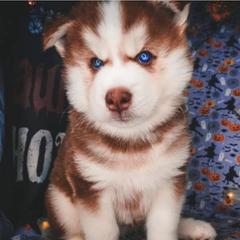 25 Cute Siberian Husky Puppies For Sale In Muncie, Indiana | Good Dog - Foto 14