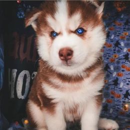 Yogi - Siberian Husky puppy in Orlando, Florida from A&C Siberian Huskies