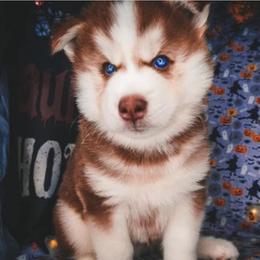 Yogi - Siberian Husky puppy in Orlando, Florida from A&C Siberian Huskies