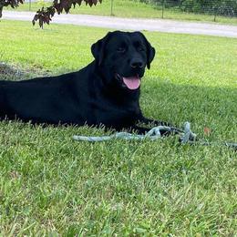 Antoinette - Black female Labrador Retriever puppy in Maynardville, Tennessee from Three Bears Labradors