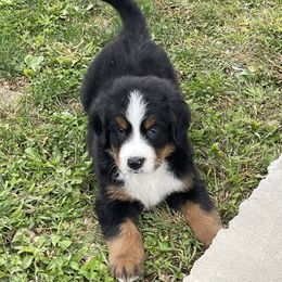 Bernese Mountain Dog Puppies from Willow Tree Berners