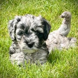 Shiloh- Price 2500. - Blue merle female Aussiedoodle puppy in Midlothian, Texas from Gray Doodles