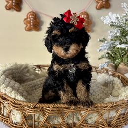 Bernedoodle and Poodle Puppies from Miranda’s Sunshine Poodles and Doodles