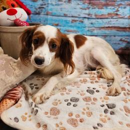 Iris - Cavapoo
