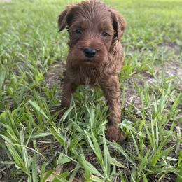 7027 - Red  male Goldendoodle puppy in Arcadia, Florida from KnuDawn Goldendoodles