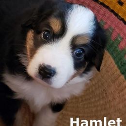 Miniature American Shepherds from A Bar J Ranch Kennel