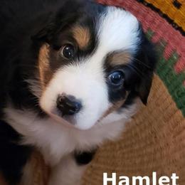 Miniature American Shepherds from A Bar J Ranch Kennel