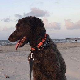 Poodles from C Ranch Kennel