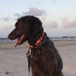 Poodles from C Ranch Kennel
