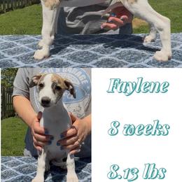 Faylene - White and fawn brindle female Whippet puppy in Plainfield, Indiana from Rose Acre Whippets
