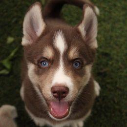 Forrest - Red and white male Siberian Husky puppy in Warwick, Rhode Island from Young Orchard Siberians
