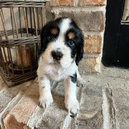 Montana - Black white and tan female English Springer Spaniel puppy in Wilmer, Alabama from South Delta Springers