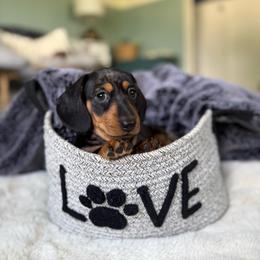 Max - Dapple male Dachshund puppy in Toledo, Illinois from Mountjoy Dachshunds