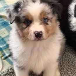 Peep - Blue merle male Australian Shepherd puppy in Muncie, Indiana from Gemfire Australian Shepherds
