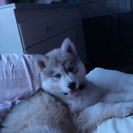 Siberian Husky Puppies from Blue Ridge Siberians