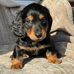Boy 3 - Black and tan male Dachshund puppy in Allenhurst, Georgia from B’s Dapper Dachshunds