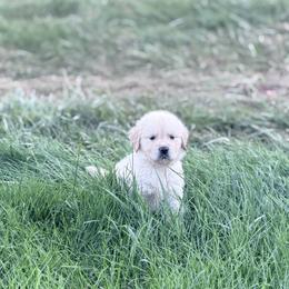 Yukon - Light golden male Golden Retriever puppy in Warrenton, Virginia from Four Lochs LLC