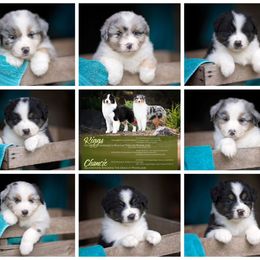 Australian Shepherd Puppies from Riverlook Australian Shepherds