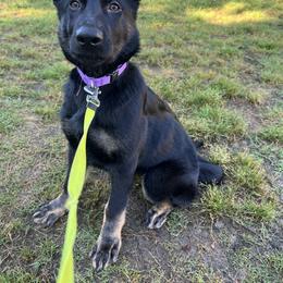 German Shepherd Puppies from Paws Of Germany