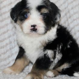 Dasher -MERLE - Blue merle male Bernedoodle puppy in Apple Creek, Ohio from Arlene Hershberger