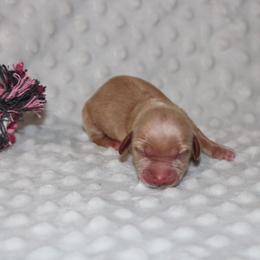 Callie - Cream female Dachshund puppy in Paris, Texas from Kuttin’ Up Mini Aussies