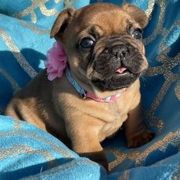 Australian Shepherd and French Bulldog Puppies from Golden Oak Gypsy