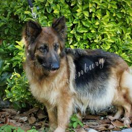 Mavis - German Shepherd