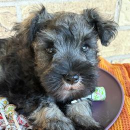 Boy 1 - Black and silver male Miniature Schnauzer puppy in Garrison, Texas from RNH Schnauzers