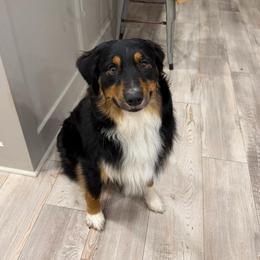 Troy Boy “T” - Australian Shepherd