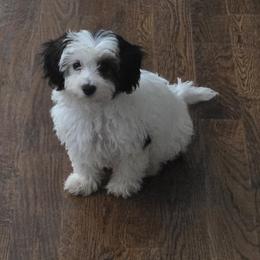 Poodle, Yorkipoo, and Yorkshire Terrier Puppies from Sonshine Yorkies