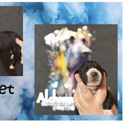 Great Dane Puppies from Alchemy Danes