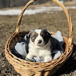 Blue Merle Male 4 - Blue merle male Miniature Australian Shepherd puppy in Stuart, Virginia from Apple Tree Mini Aussies
