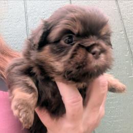 Chocolate dobie female - Chocolate and tan female Shih Tzu puppy in Amherst, Maine from McKayla Hairston