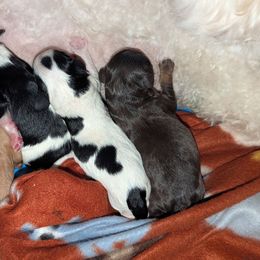 Chocolate and tan Girl - Chocolate female Cavapoo puppy in Newport Beach, California from WW Cavapoos