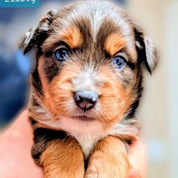 Flirty - Blue merle female Miniature Australian Shepherd puppy in Punta Gorda, Florida from Christie's Creekside Aussies
