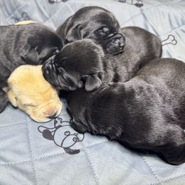 Boy 4 - Black male Labrador Retriever puppy in Newport, North Carolina from AKS’s Water Bound Retrievers